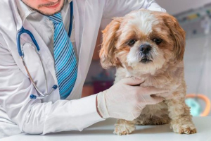 Pyoderma in dogs - какво да правя у дома? Pyoderma in dogs - какво да правя у дома?